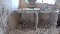 chicken and eggs project thumbnail