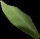 olive_leaf_disease project thumbnail