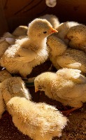 Healthy and Sick Chicken Detection project thumbnail