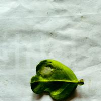 Lemon Leaf project thumbnail