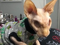 Cat Breeds project thumbnail