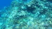 STARFISH project thumbnail