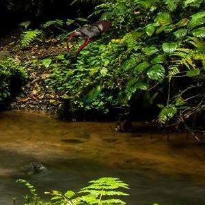 insect Classification Model by insectcnn