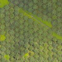 oil-palm-segmentation project thumbnail