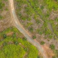 oil palm tree small project thumbnail