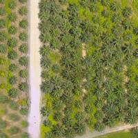 oil-palm-tree-small project thumbnail