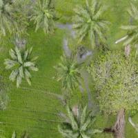 palm-detection project thumbnail
