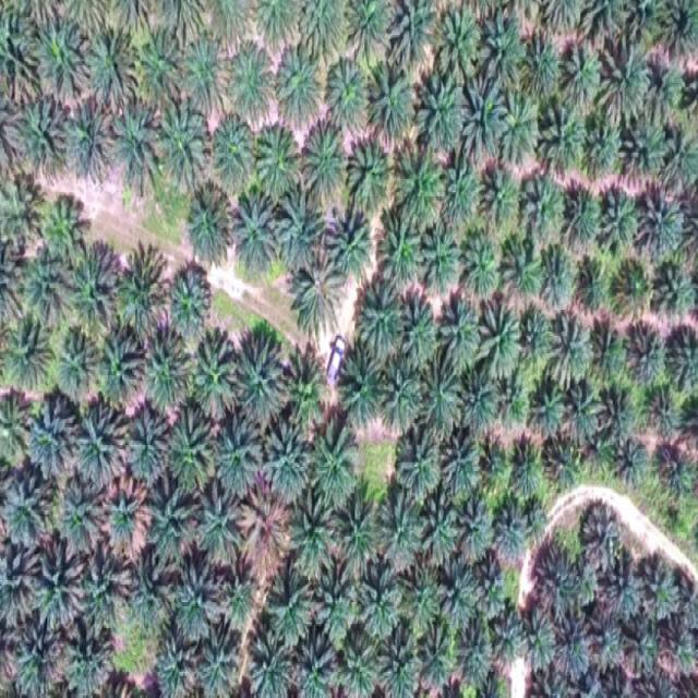 palm tree Object Detection Dataset by GIS