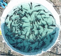 fish_label_poly 4 project thumbnail