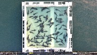 fish_label_poly 5 project thumbnail
