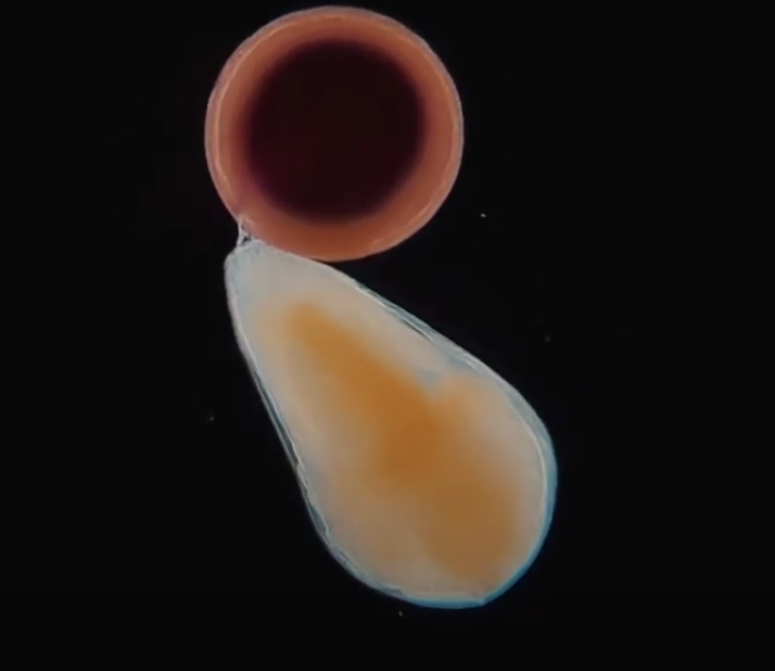Artemia Hatching - Roboflow Universe