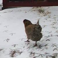 chicken project thumbnail