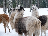Alpaca_Detector project thumbnail