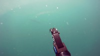 Mort Fish Detection project thumbnail