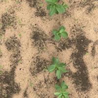 AgTech-Faba-Beans project thumbnail