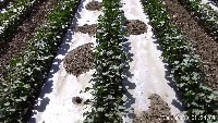 cotton_weeds project thumbnail