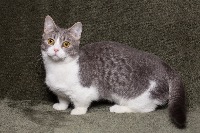 Dataset Image