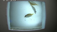 Fish SJCam 20220602 project thumbnail