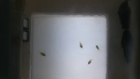 Small Fish 3cm - 5cm B project thumbnail