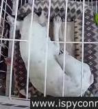 dog-id-detector project thumbnail