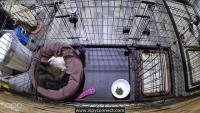 DogBreeds project thumbnail