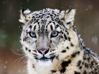 snow leopards project thumbnail