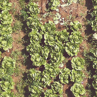 Detection_salades project thumbnail