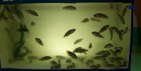 MoreFish project thumbnail