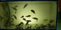 300fish project thumbnail