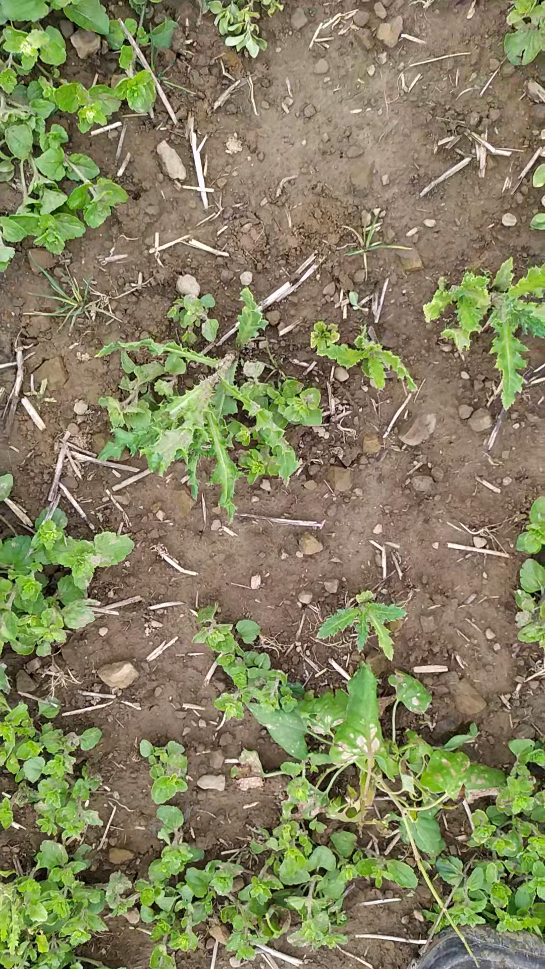 2 00 Height 2 00 Height