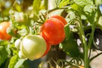 Tomato_Counter project thumbnail