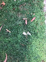Litter Detection project thumbnail