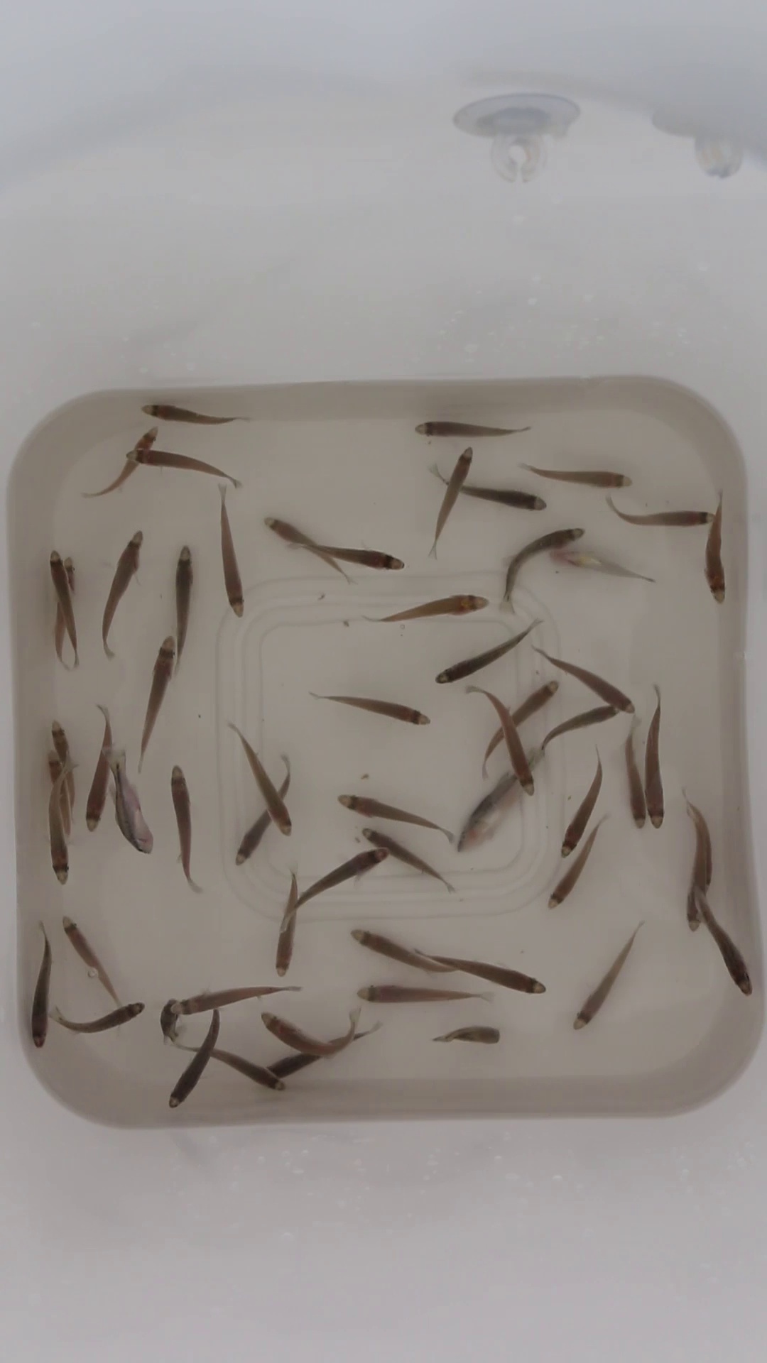 Fish Fry Dataset original Object Detection Dataset by cubesonbelt