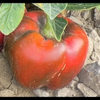 pepper-quality-classifier project thumbnail