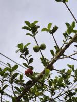 cherry project thumbnail