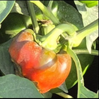 pepper-maturity-classifier project thumbnail
