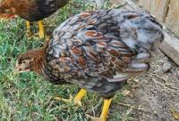 Chicken project thumbnail