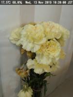 flower-dataset project thumbnail