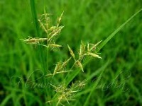 Weed Detection55 project thumbnail