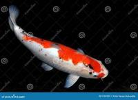ikan-ikan project thumbnail
