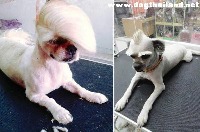 animal detection project thumbnail
