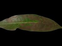 Mango Leaves project thumbnail