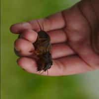 yolo_pest project thumbnail