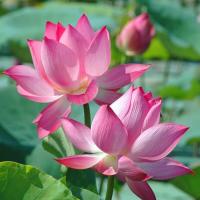 Flower project thumbnail