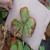 Strawberry-health Object Detection Model by Research