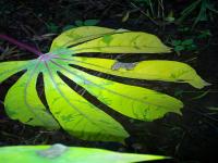 brown_streak disease  project thumbnail