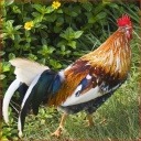 Chicken detedction project thumbnail