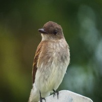 Small Birds project thumbnail