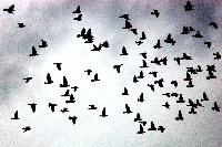 OD_birds_and_onField_combined_v2 project thumbnail