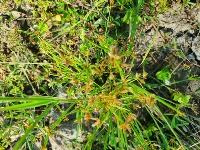 weed detection project thumbnail